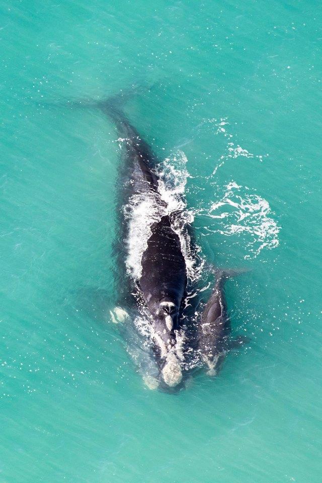 Mira, the southern right whale who returned to Hermanus after 3 years