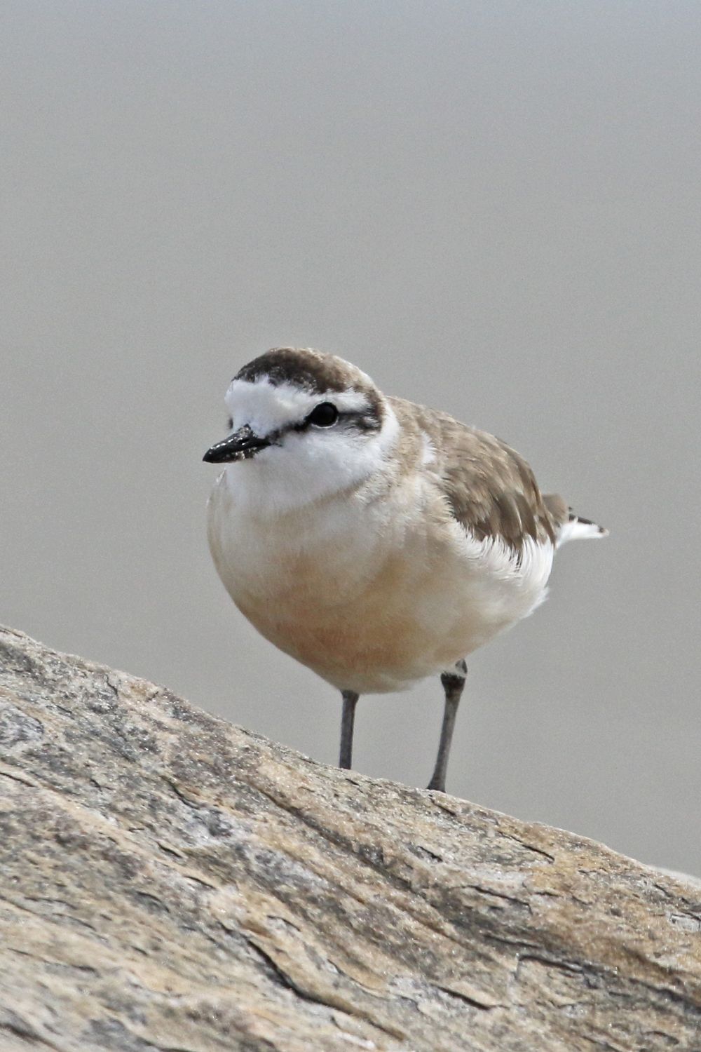White-fronted plover 