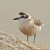 White-fronted plover 