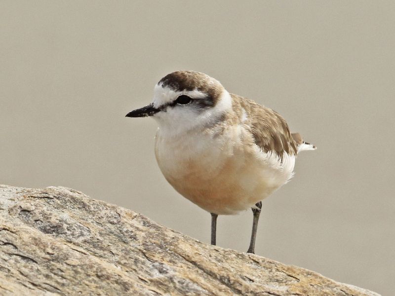 White-fronted plover 