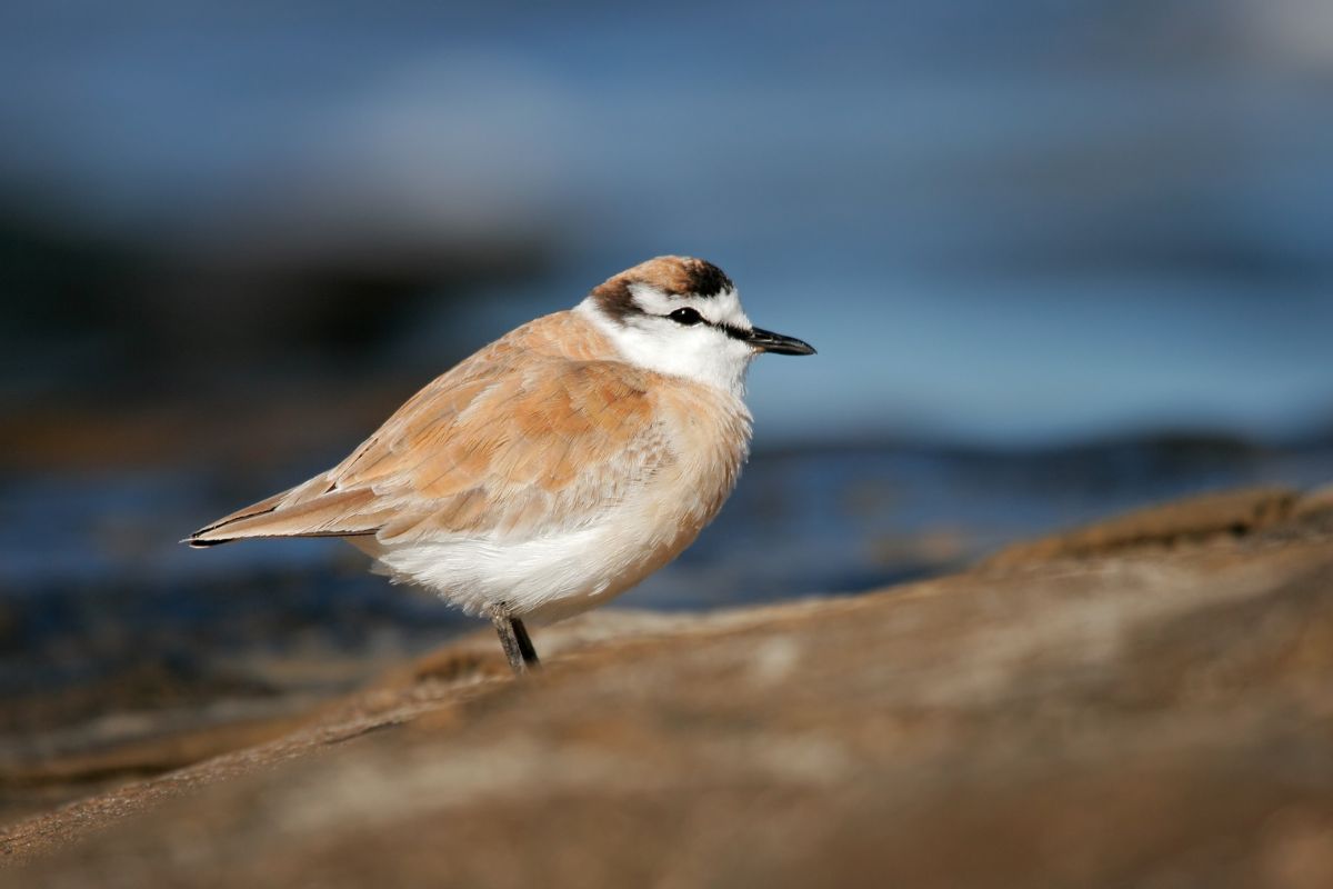 White-fronted plover 