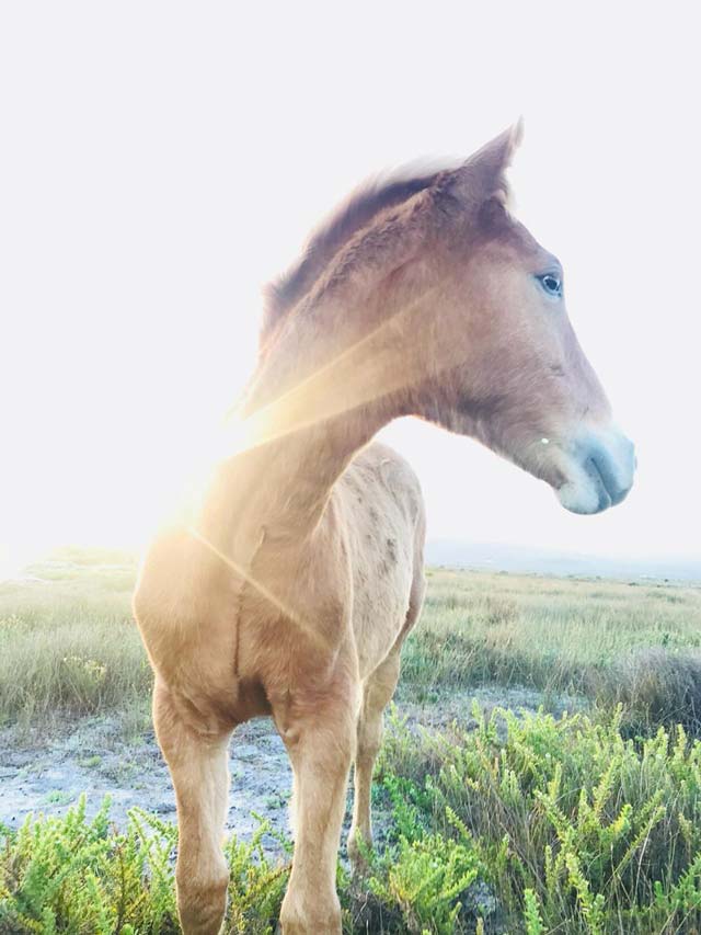 Latest news about the Wild Horses at Rooisand Nature Reserve, near Kleinmond