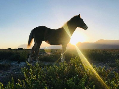 Latest news about the Wild Horses at Rooisand Nature Reserve, near Kleinmond