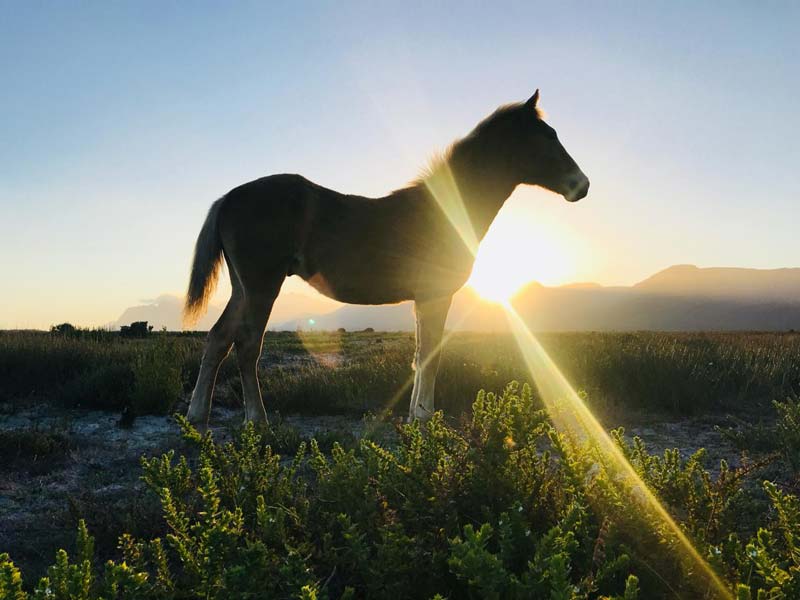 Latest news about the Wild Horses at Rooisand Nature Reserve, near Kleinmond