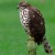 African Goshawk, is a Southern African bird that belongs to the Accipitridae bird family
