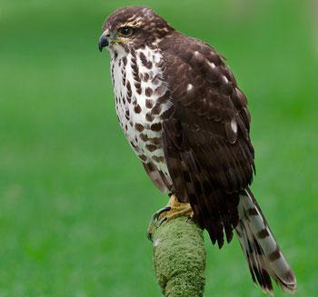 African Goshawk, is a Southern African bird that belongs to the Accipitridae bird family