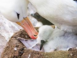 Albatross success story 