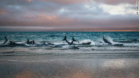 Naval Sonar Is Killing And Beaching Whales 