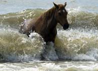 The Birkenhead Horses