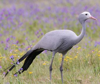 Cry, the Beloved Overberg