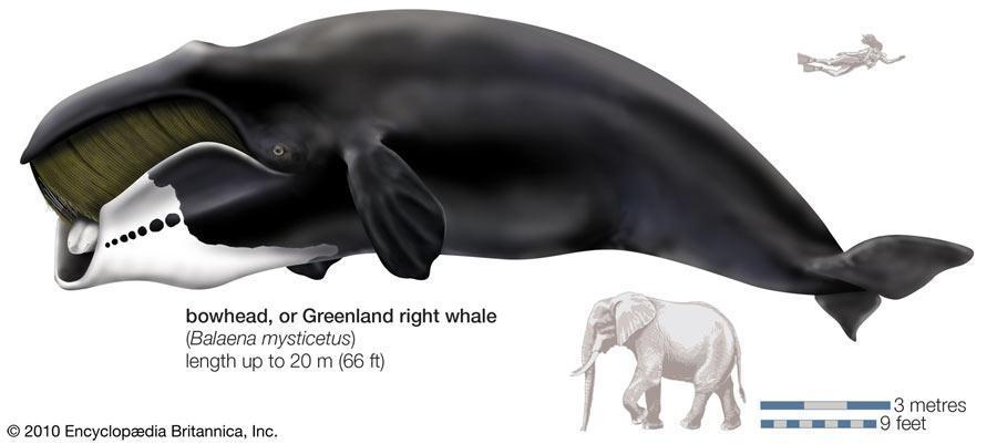 Bowhead Whale