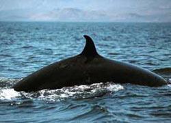 Bryde’s Whales