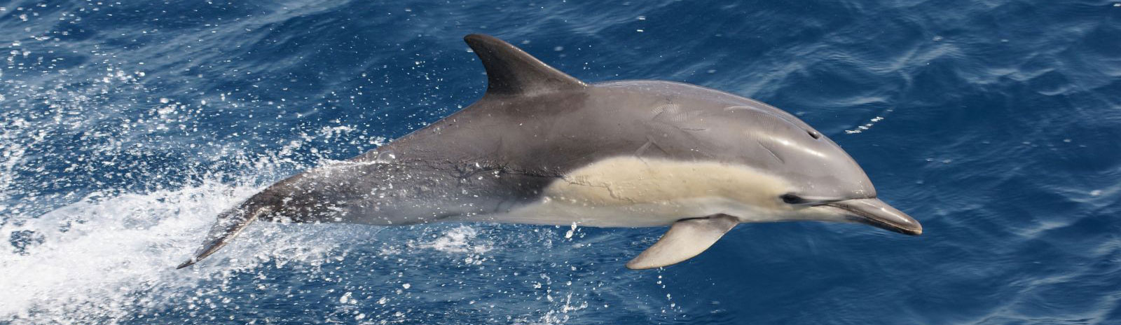 Common Dolphins, The Acrobats of the Ocean