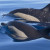 Common Dolphins, The Acrobats of the Ocean