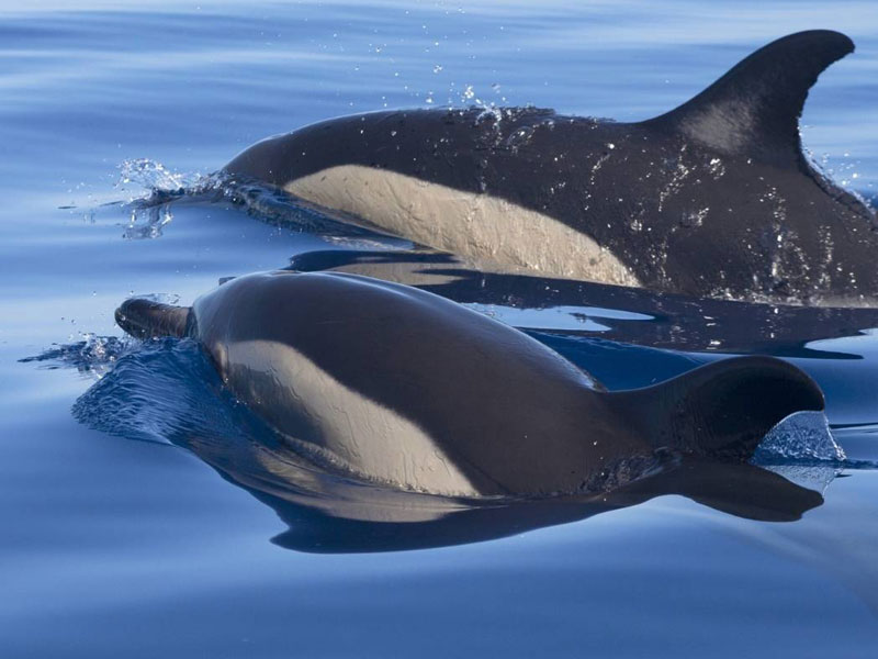 Common Dolphins, The Acrobats of the Ocean
