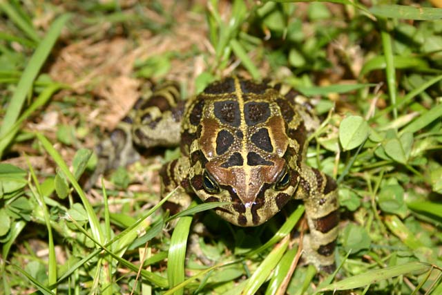 Why the croaking of frogs should be music to our ears in the Cape Whale Coast Hope Spot