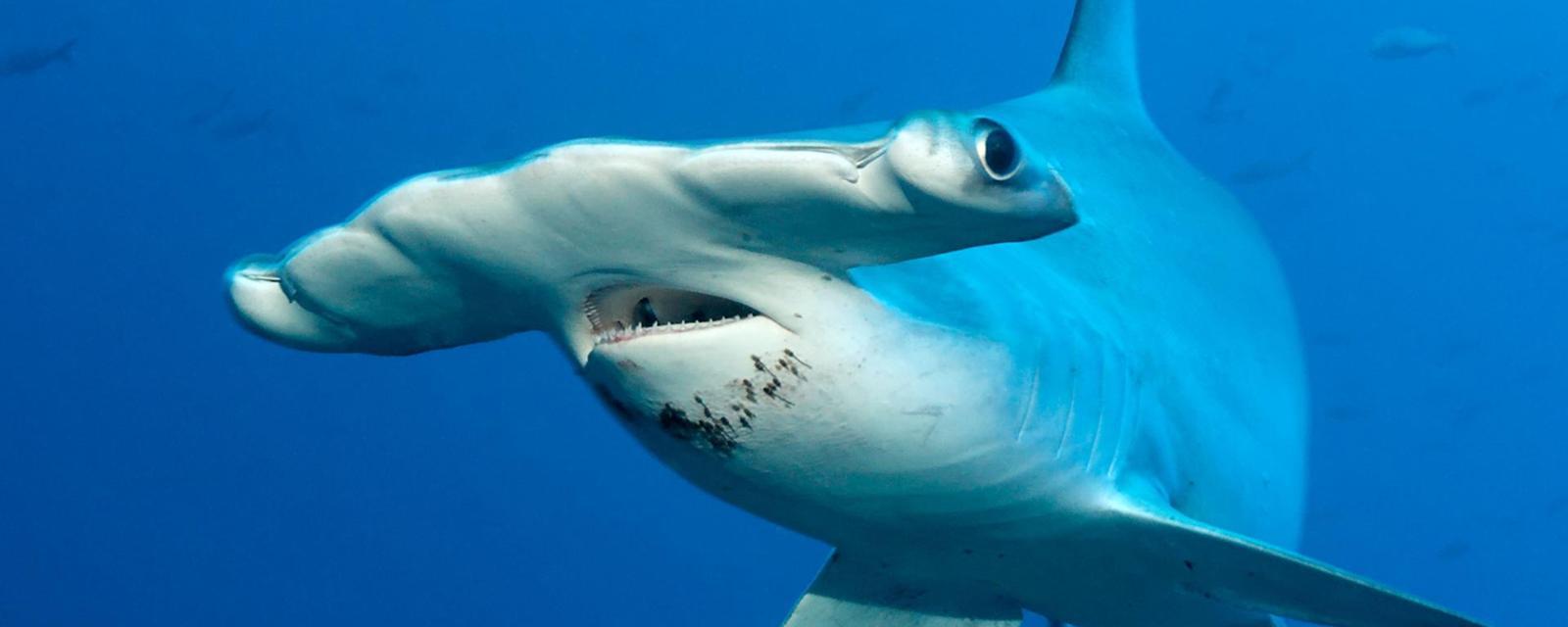 Hammerhead Shark Facts in a nutshell
