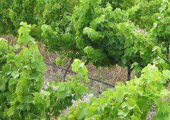 meet your (wine)maker  Spookfontein News Blog
