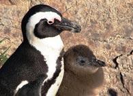 Visit the African Penguins at Stoney Point in Betty