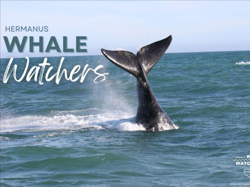 Get Ready for an UnforgettableWhale Trip with Hermanus Whale Watchers!