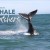 Get Ready for an UnforgettableWhale Trip with Hermanus Whale Watchers!