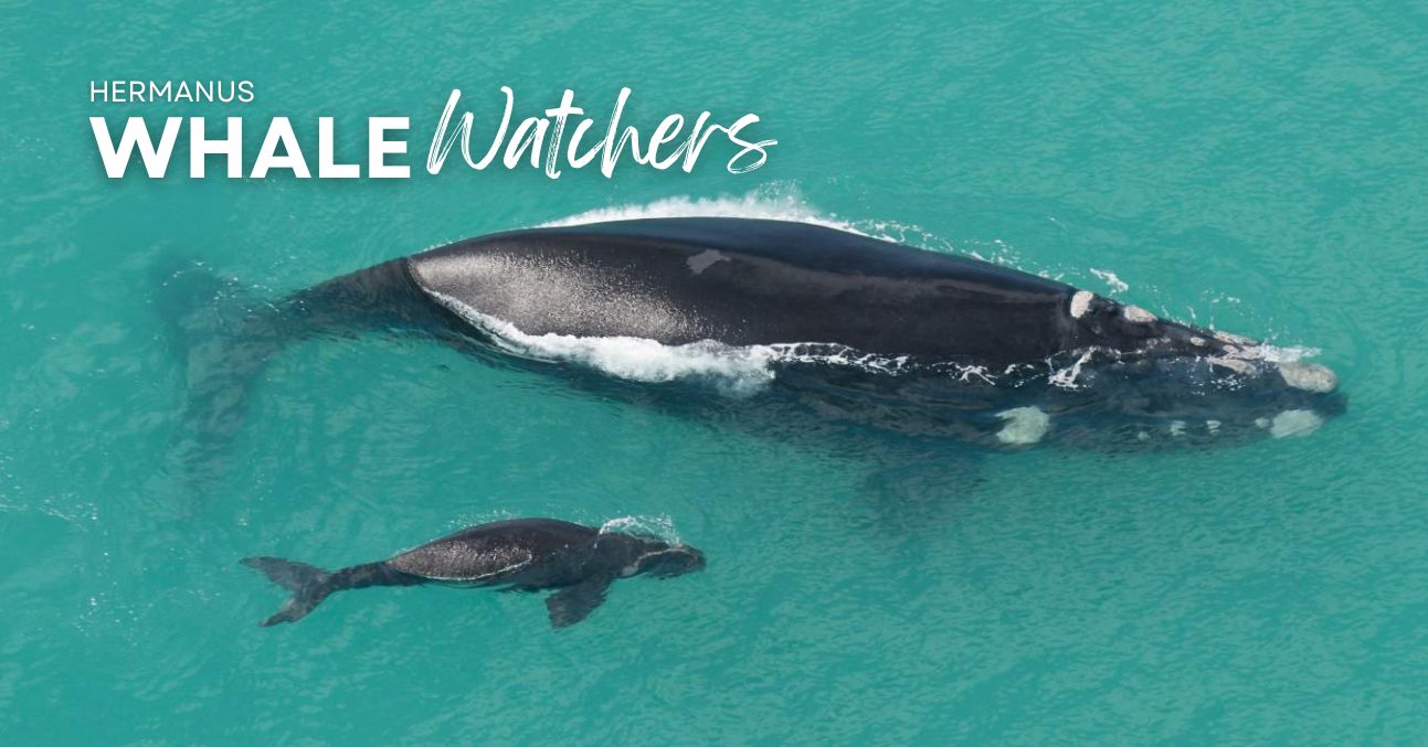 Get Ready for an UnforgettableWhale Trip with Hermanus Whale Watchers!