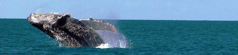 Humpback Whales