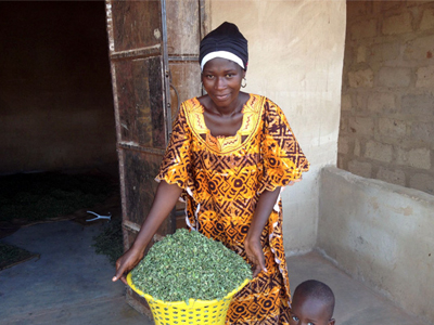 Moringa: A Tree Giving Life to Rural Communities
