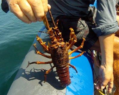 The catching of crayfish and or cape rock lobster for sport and recreation in South Africa - (2017 Dates)