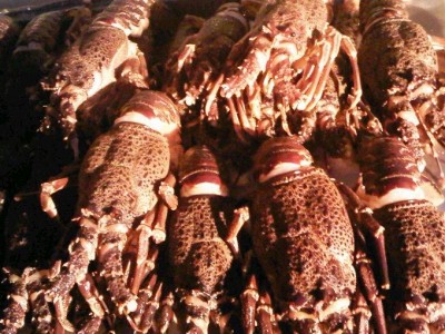 Cape crayfish season to start in November 2019/20