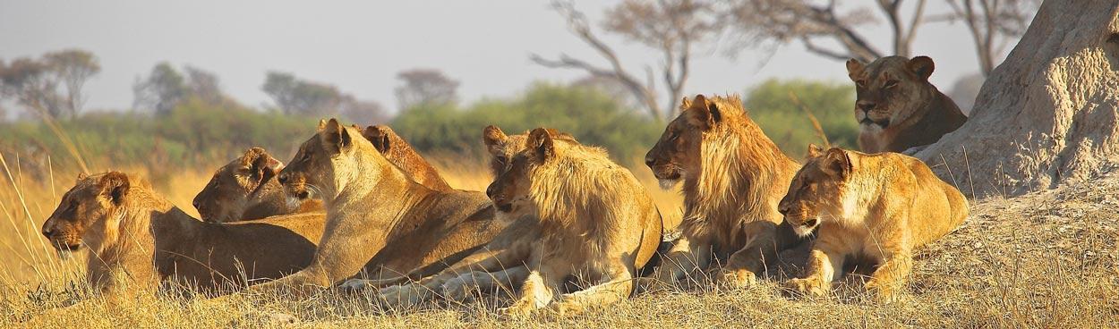 Going on your first safari: 5 dos and don’ts