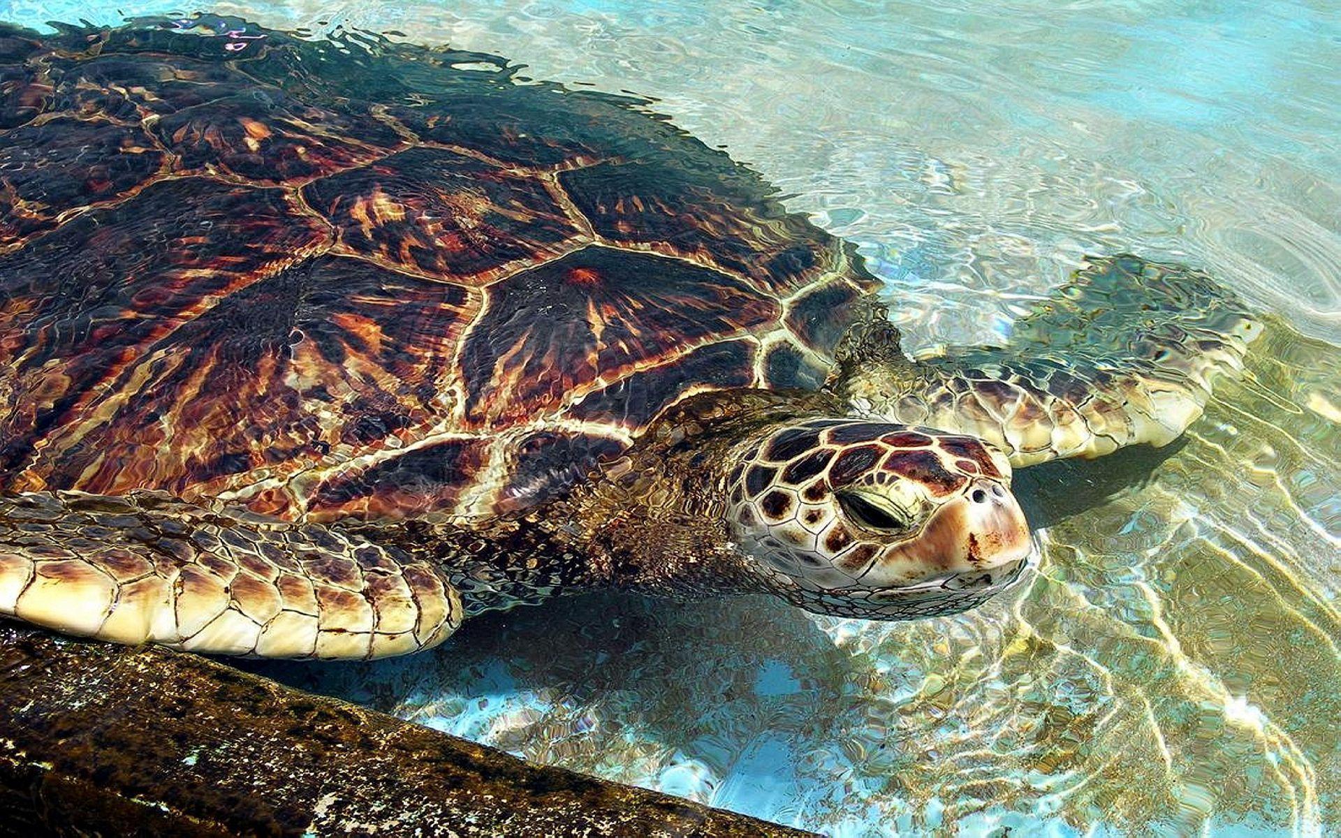 What do we know about Loggerhead turtles?