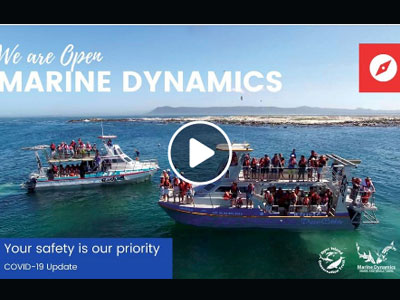 Marine Dynamics - Your safety is our priority