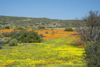 Our Namaqualand Heritage - Namaqua Food Flavour 