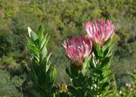 Hiking in and around Nature Reserves in Hermanus