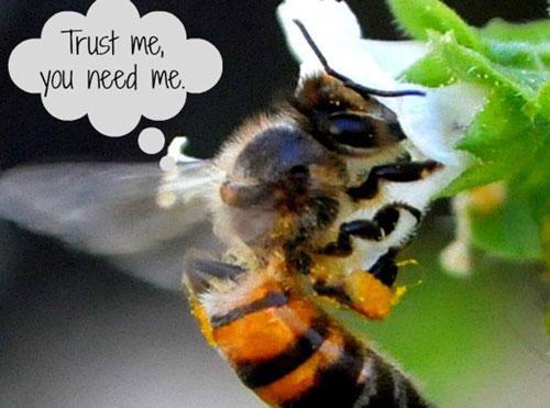 Without Bees our world will be silent –What YOU Can Do to Help