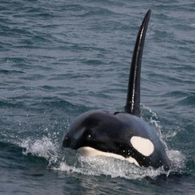  How did the Killer Whales outsmart the Great White Sharks?