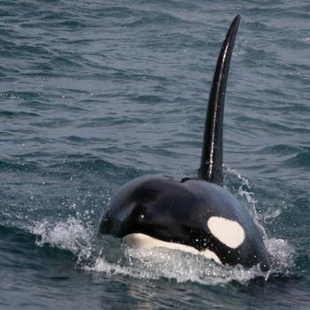  How did the Killer Whales outsmart the Great White Sharks?