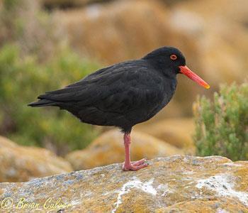 African Black Oystercatcher 