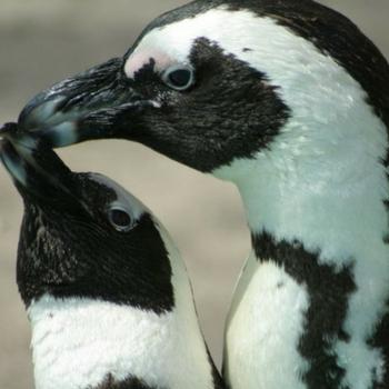 Avian Influenza and African Penguin Update