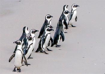 10 Facts about African Penguins