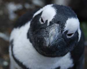 African Penguins Fun Facts and a video taken at Stoney Point
