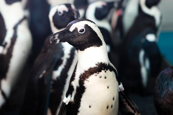 Mysterious oil spill in Algoa Bay, Port Elizabeth - Rehabilitation of oiled penguins