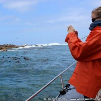 Look out for these 2 tell-tales to spot a hidden whale