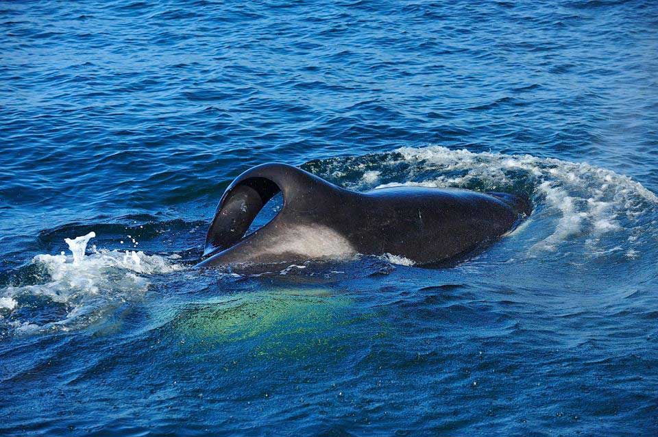 A new group of killer whales has moved to South Africa – and they have an appetite for sharks!
