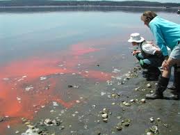 Is the red tide in Hermanus harmful to swimmers?