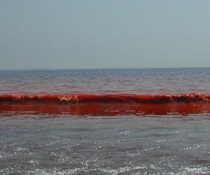 Red Tide, Blue Tide: Bioluminescence in the Ocean