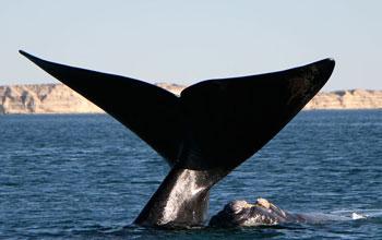 Southern Right Whales 101