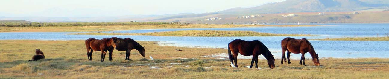 Latest news about the Wild Horses at Rooisand Nature Reserve, near Kleinmond