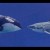 3 differences between a whale and a shark you do not think about